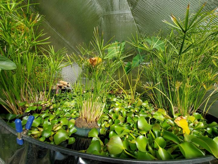 pond plants in a greenhouse
