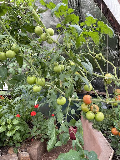 tomatoes in the 22' growing dome