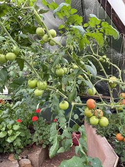 tomatoes in the 22' growing dome