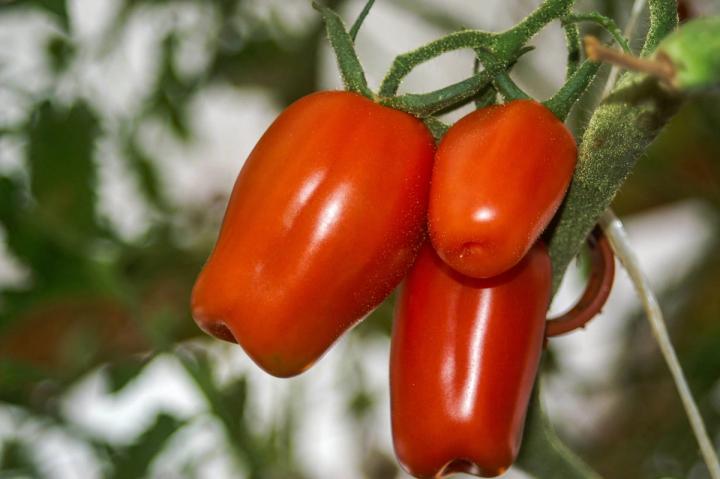 tomatoes