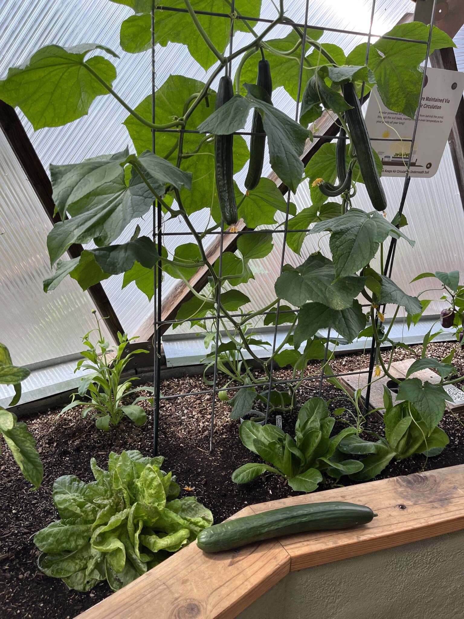 harvested cucumber
