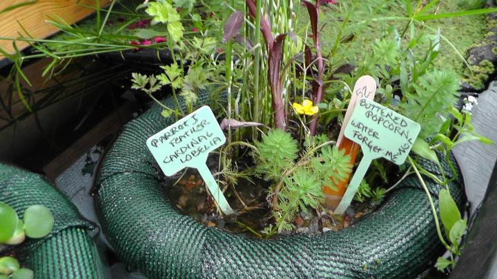 Greenhouse pond gardening. Parrot feather in floating planter
