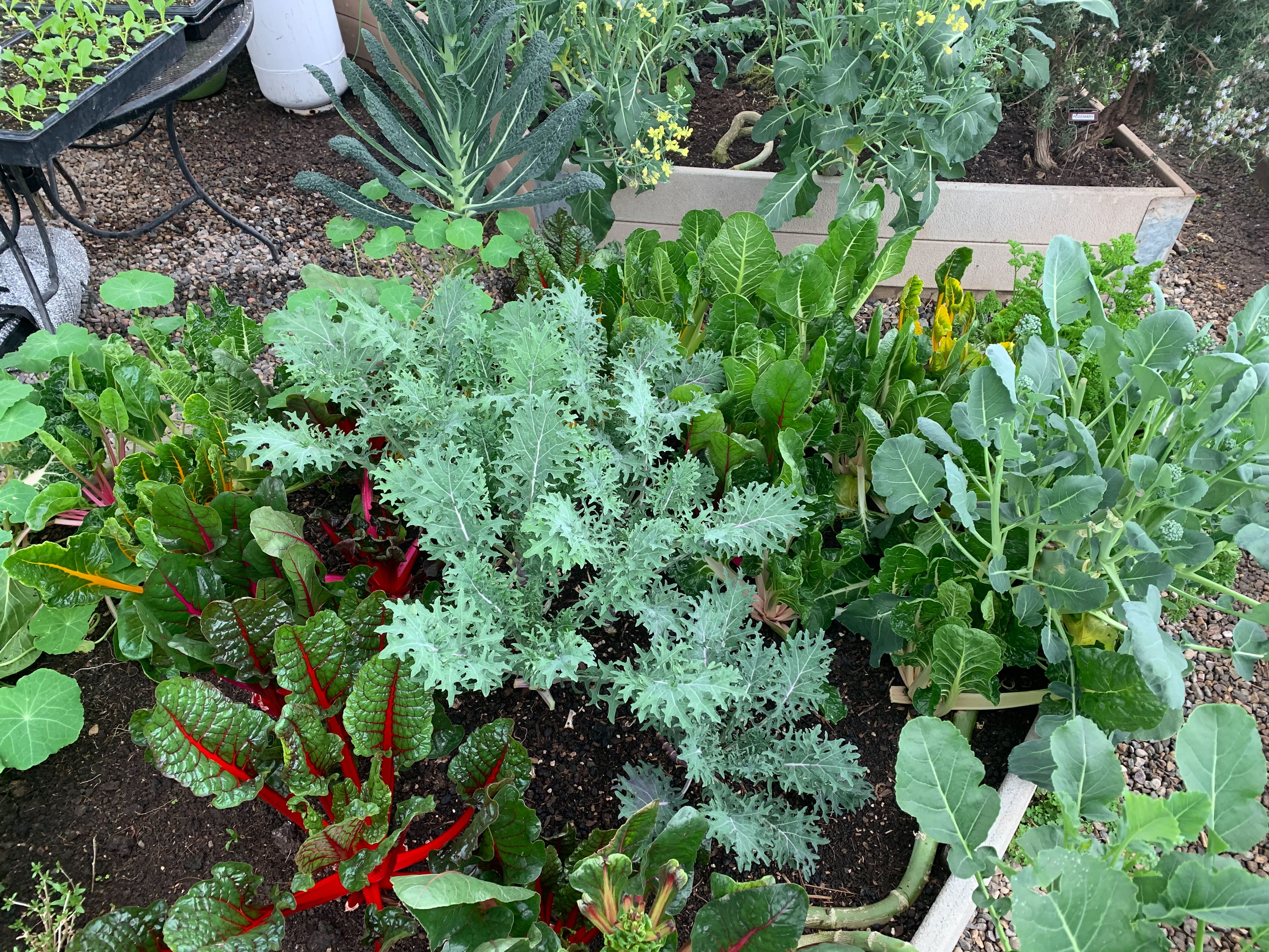 top-down view of plants growing in a raised bed: brassicas, kale, and chard