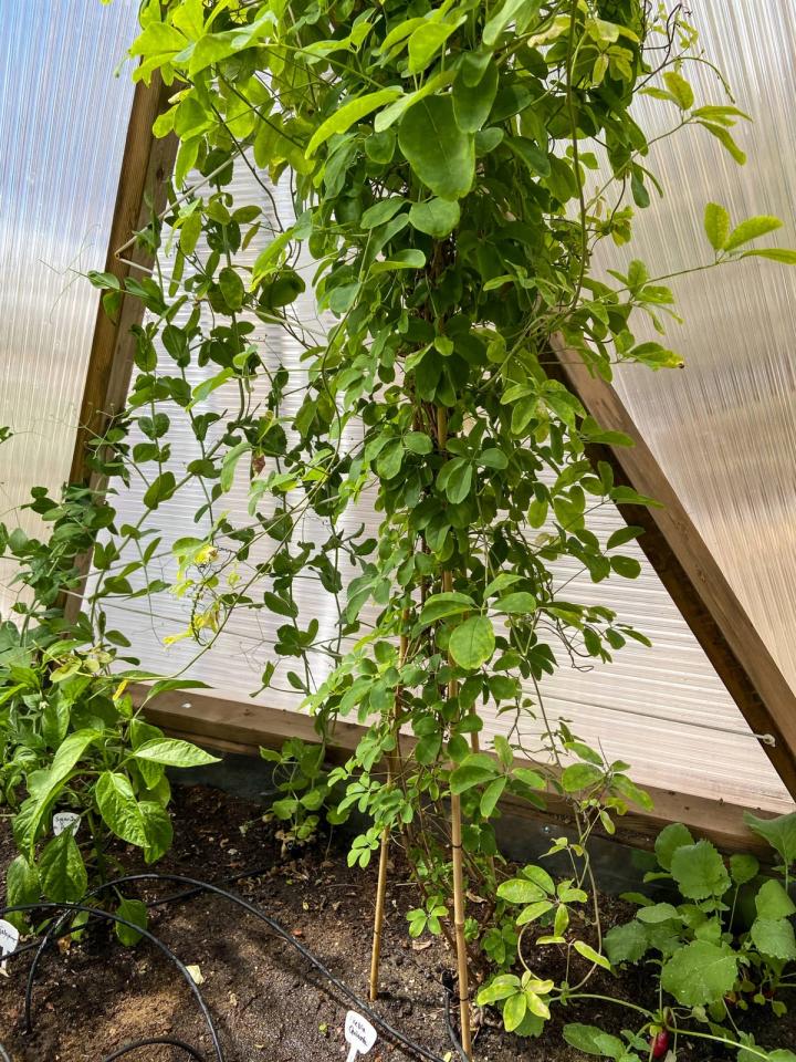 trellis plant in Nevada dome