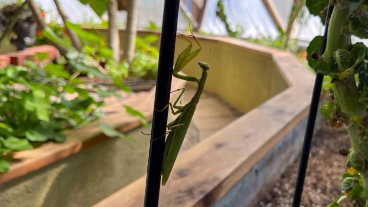 Praying Mantis climbing a trellis in a greenhouse as a biological control in an integrated pest management system