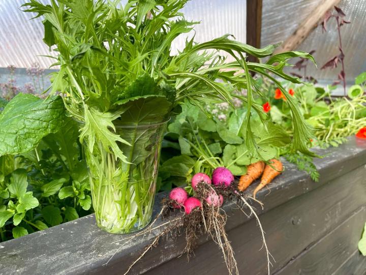 harvested greens in a cup of water with radishes and carrots sitting on the edge of a raised bed inside the greenhouse