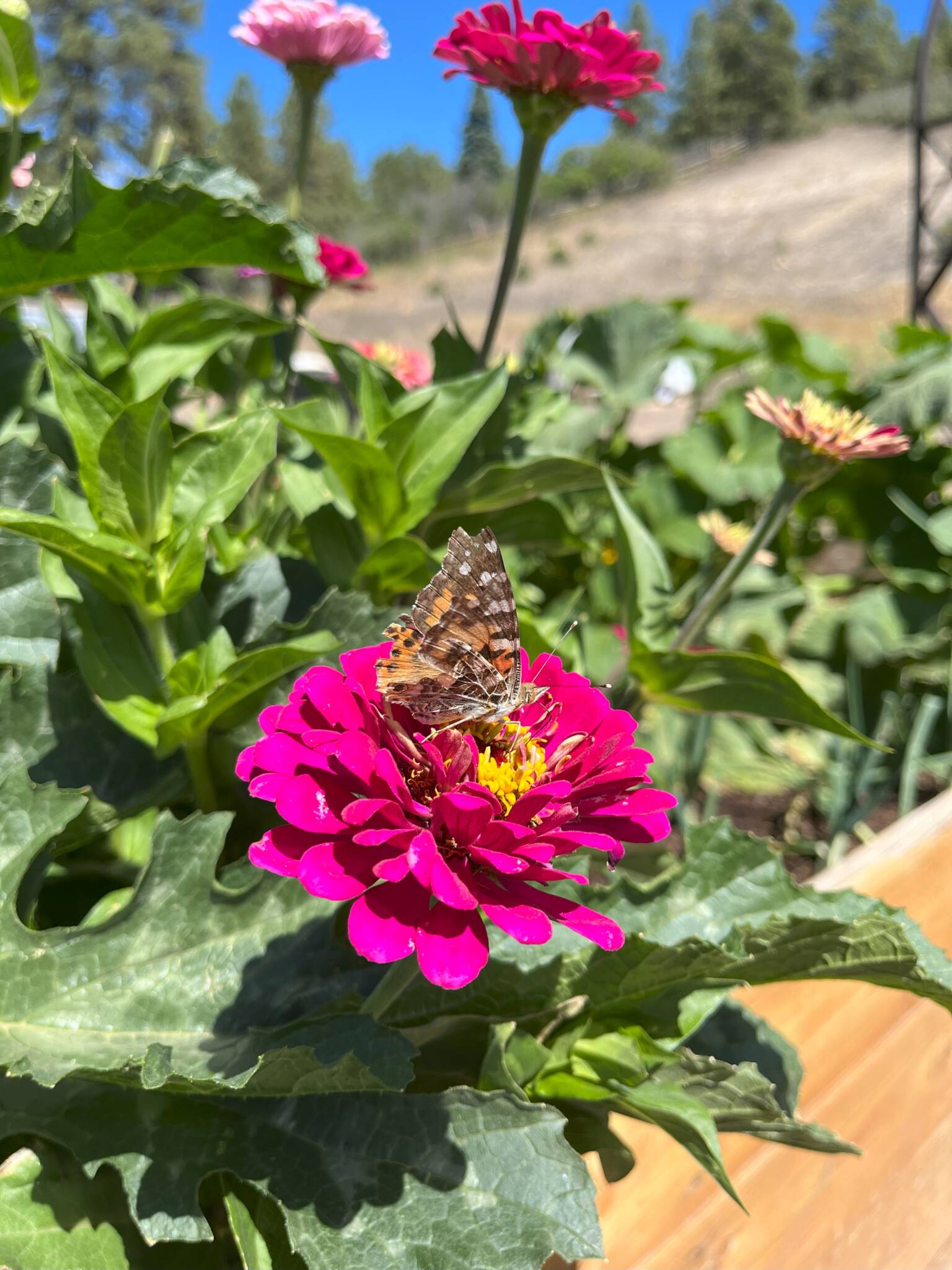 pink zinnia and butterfly