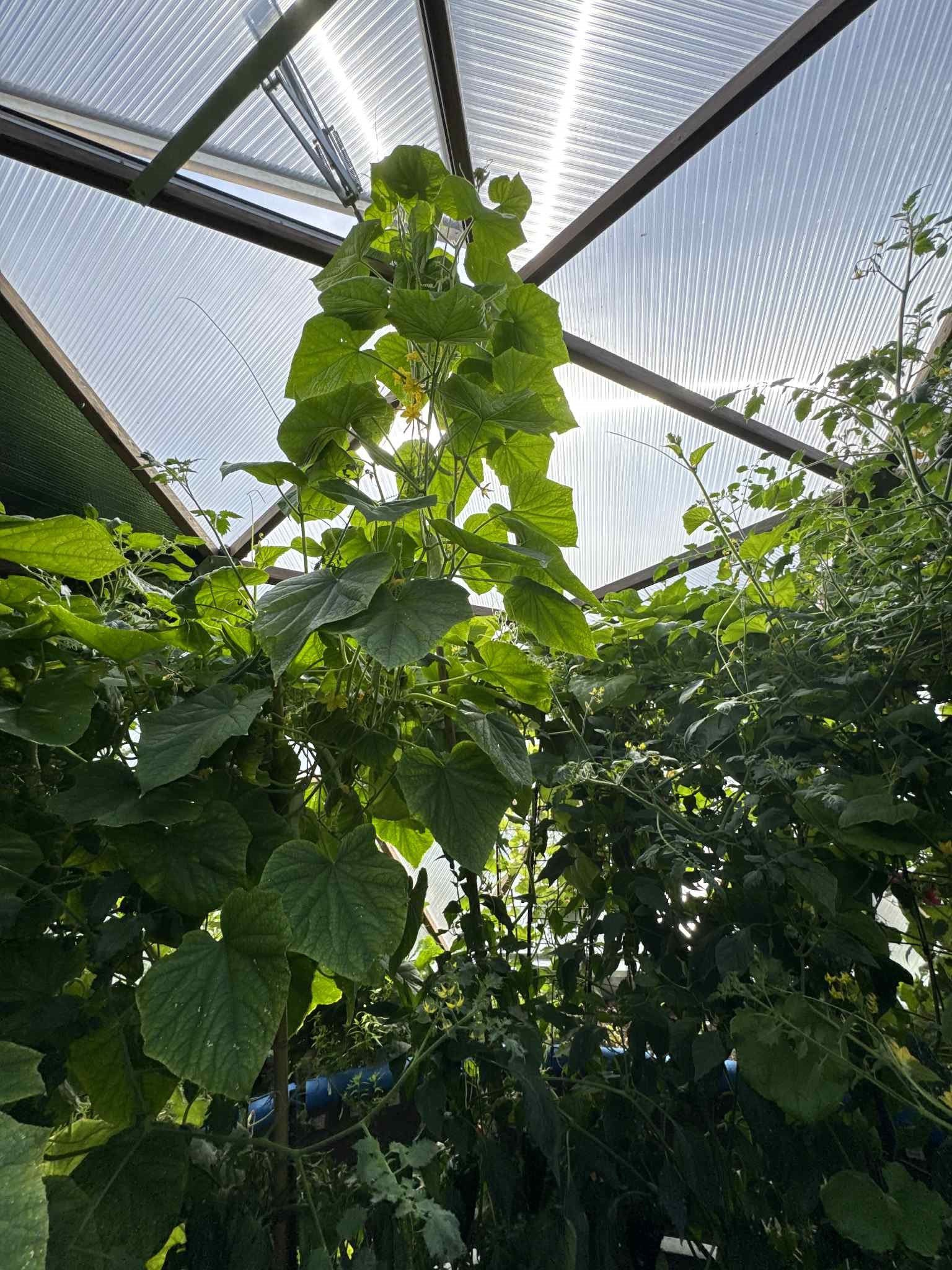 vining plants growing towards and open vent in the top of the greenhouse