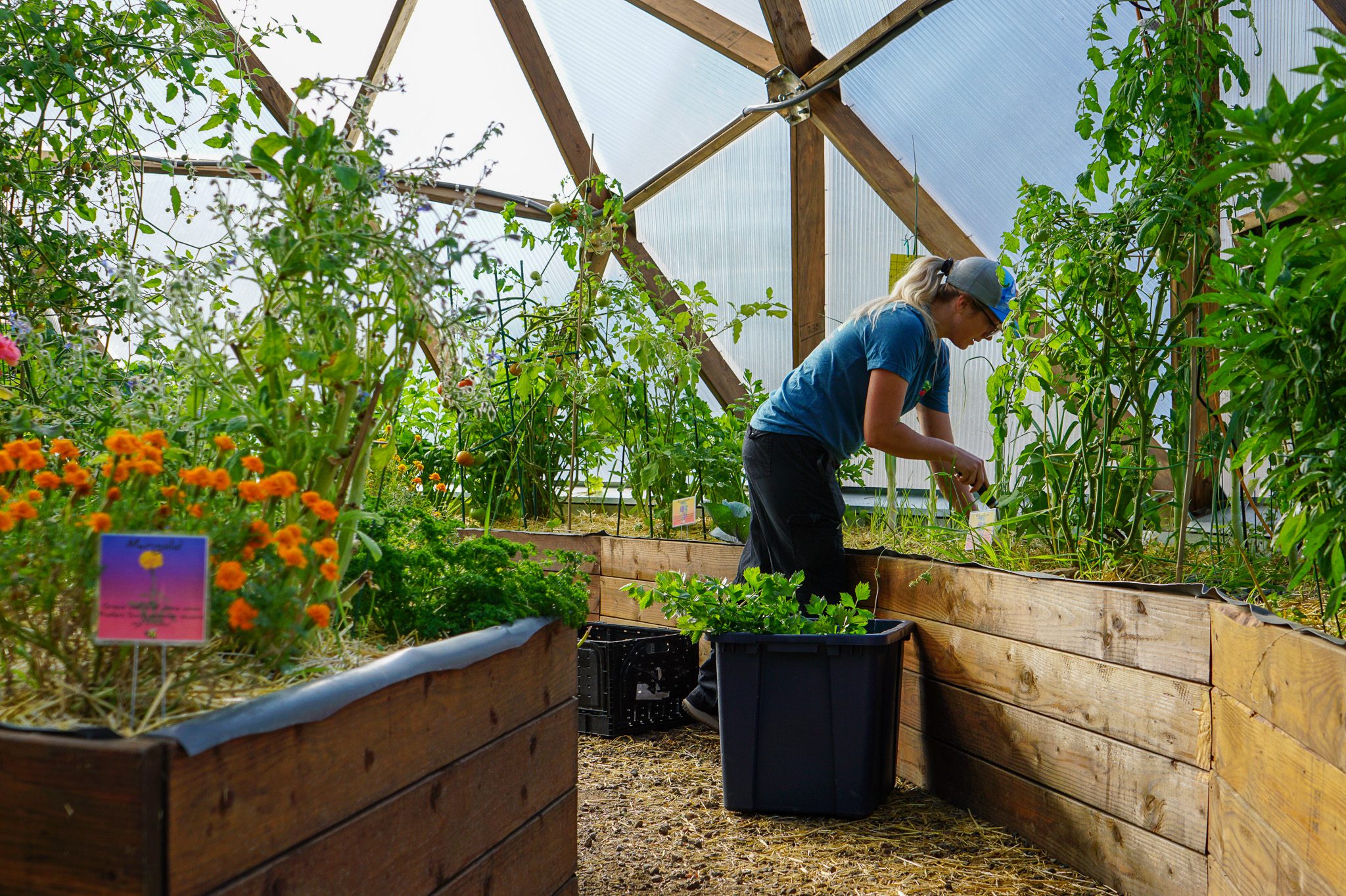 Our gardener, Desi, harvesting celery for donation in the 42' growing Dome.