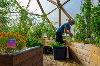 Our gardener, Desi, harvesting celery for donation in the 42' growing Dome.