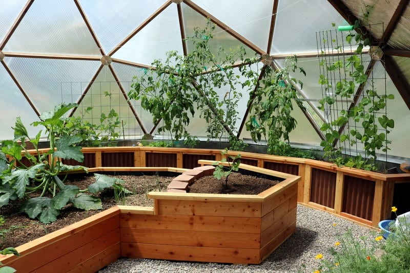 tomato vines growing in a Growing Dome Greenhouse