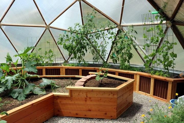 tomato vines growing in a Growing Dome Greenhouse