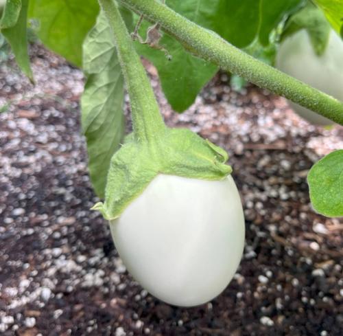 white egg-shaped eggplant