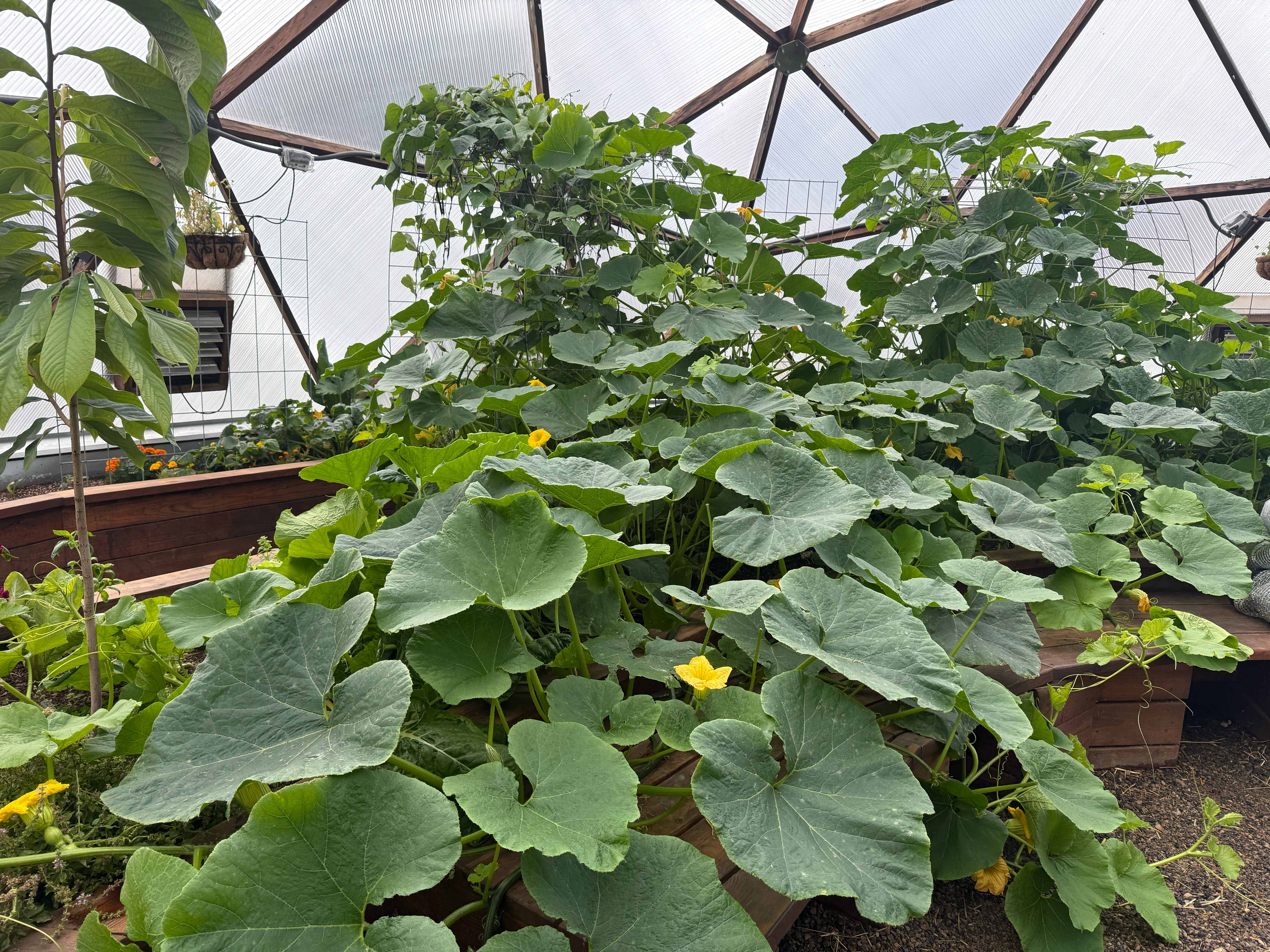 Large winter squash plant in a geodesic greenhouse with spots of powdery mildew