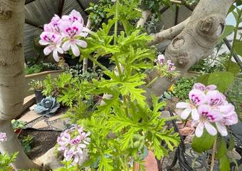 How to Grow Lemongrass and Citronella in a Dome Greenhouse image