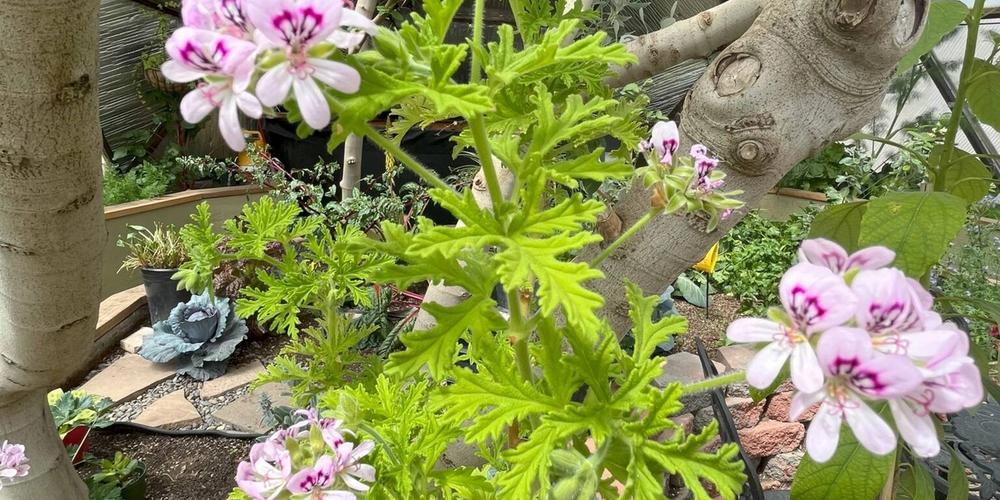 How to Grow Lemongrass and Citronella in a Dome Greenhouse image