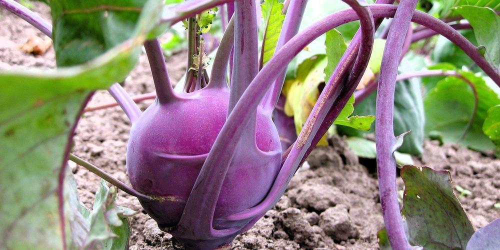 kohlrabi-180832_1280
