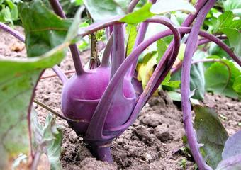 kohlrabi-180832_1280