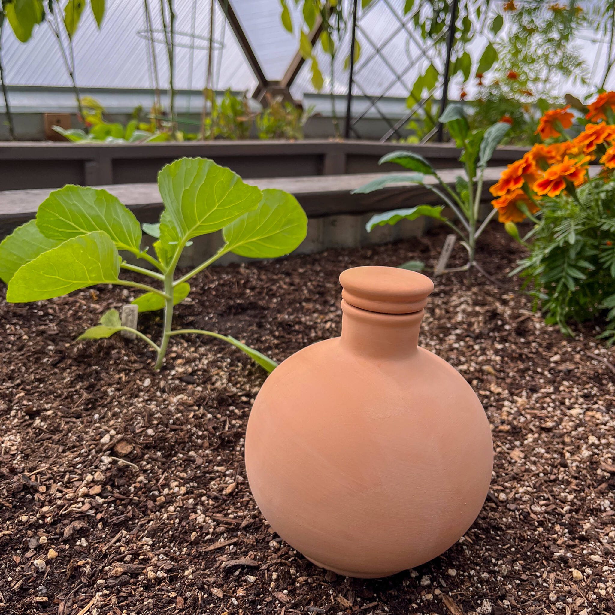 An unburied small spherical olla resting in a garden bed with various plants surrounding it.