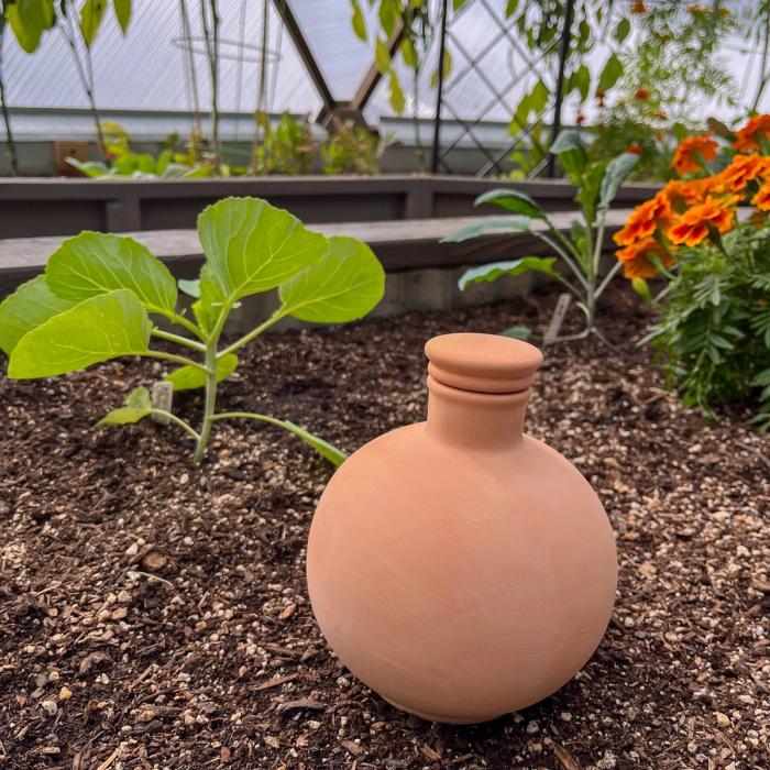 An unburied small spherical olla resting in a garden bed with various plants surrounding it.
