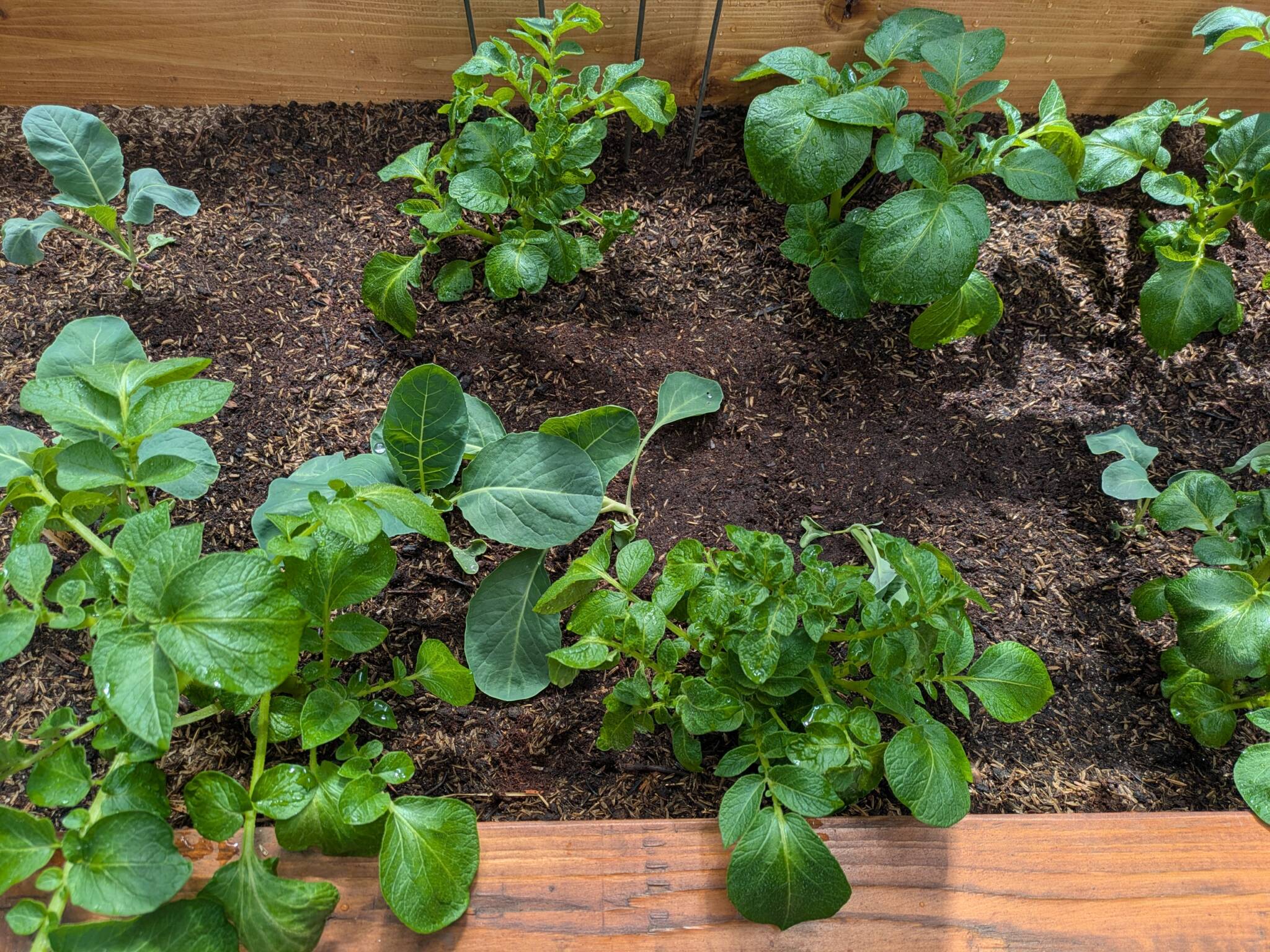 potatoes and brassicas