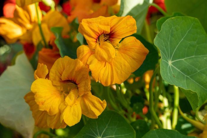 Yellow nasturtiums