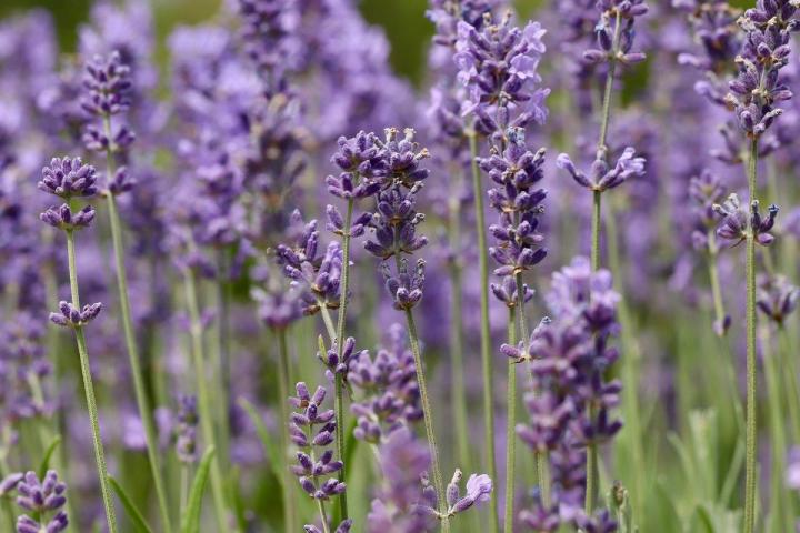 lavender Pixabay