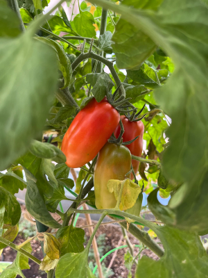 Tomato plant with a few yellow leaves and fruit of varying ripeness
