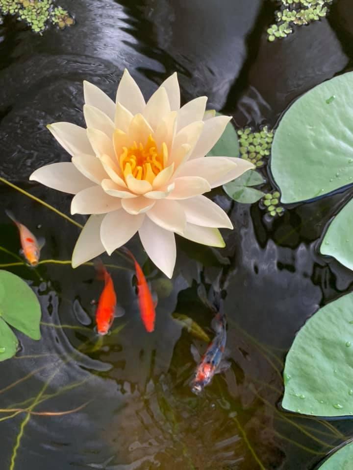 fish and flower