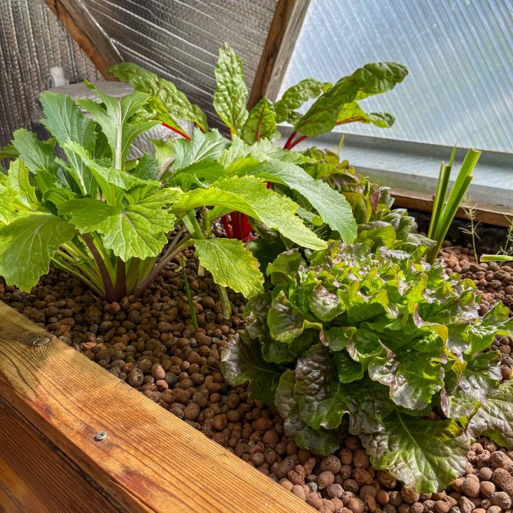 Lettuce, mustard greens, and chard growing in a leca filled wooden media bed