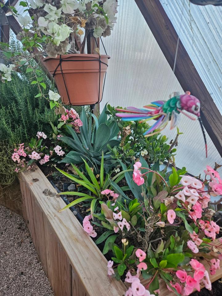pink flowers in raised garden beds and white in hanging basket in the greenhouse