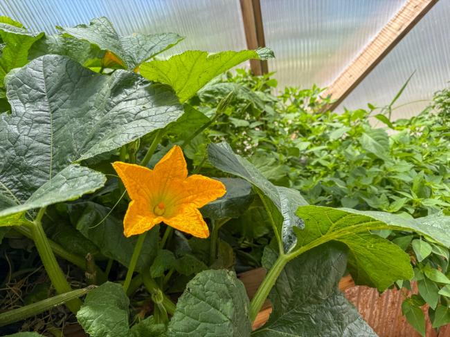Open yellow squash flower surrounded by deep green leaves