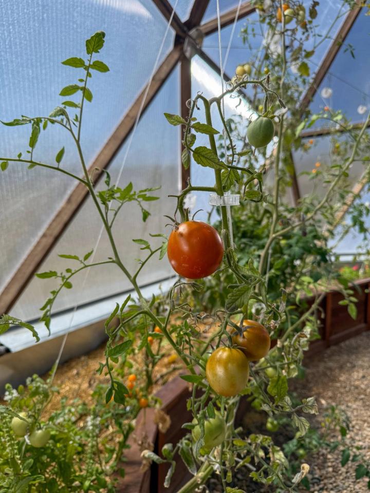 Tomato vines climbing stringers in a geodesic dome