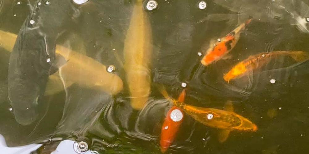 Experience with Growing Edible Fish in Tank? image