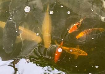 Experience with Growing Edible Fish in Tank? image