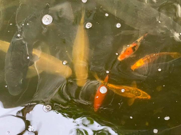 fish in pond