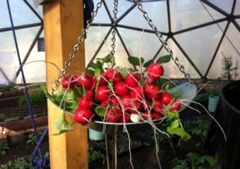 Truckee Community Farm Wins Your 2 Cents Grant image