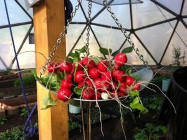 Radishes grown in the Truckee Garden Growing Dome