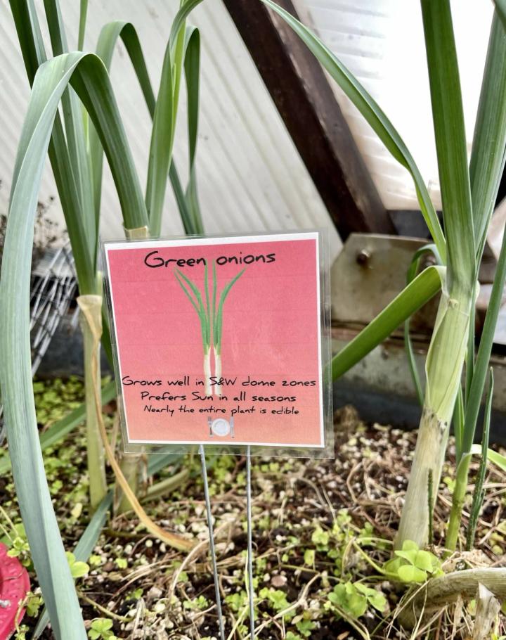 Green Onion