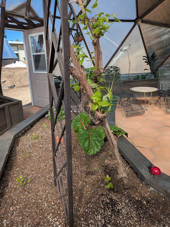 Grape vine in early spring