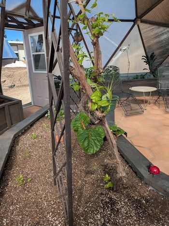 Grapevine with new spring growth