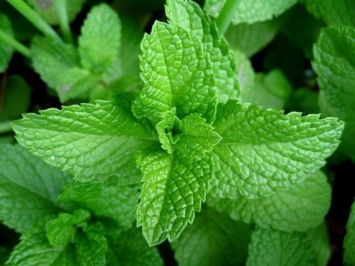 Garden Herbs for flu - peppermint