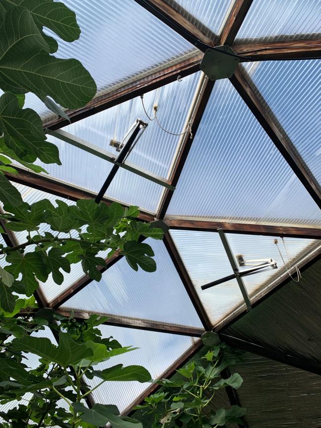 interior of a geodesic greenhouse looking up at the upper vents through a fig tree