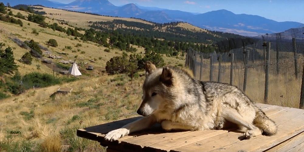 Mission: Wolf, Off Grid Greenhouse Gardening image