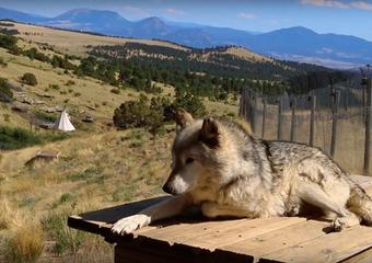 Mission: Wolf, Off Grid Greenhouse Gardening