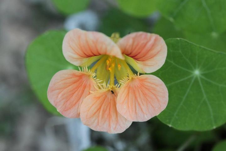 peaches and cream nasturtium