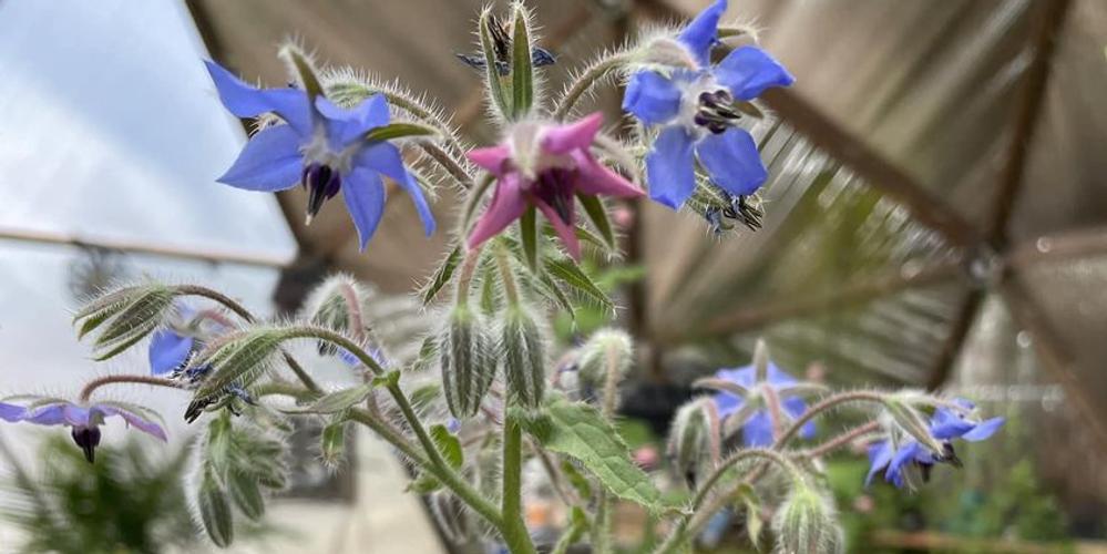 Jeff Mabey growing dome greenhouse growing bright blue borage 62023