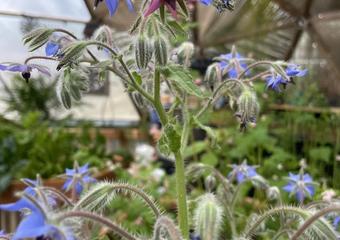 Jeff Mabey borage 62023