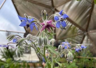 Jeff Mabey growing dome greenhouse growing bright blue borage 62023