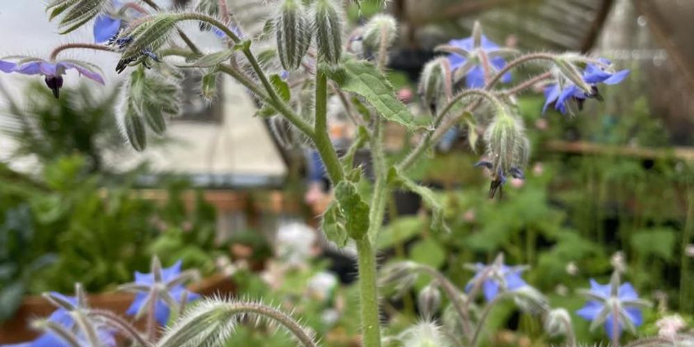 Jeff Mabey borage 62023
